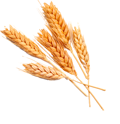 Gastronomia Marchisio